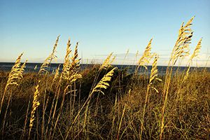 Sand Fences