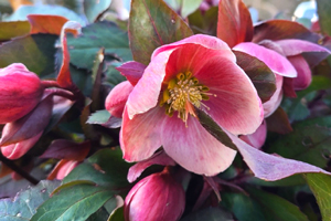 Right on cue, the Lenten roses are blooming