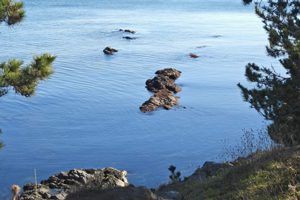 Pursuing Peace Here and Now?!